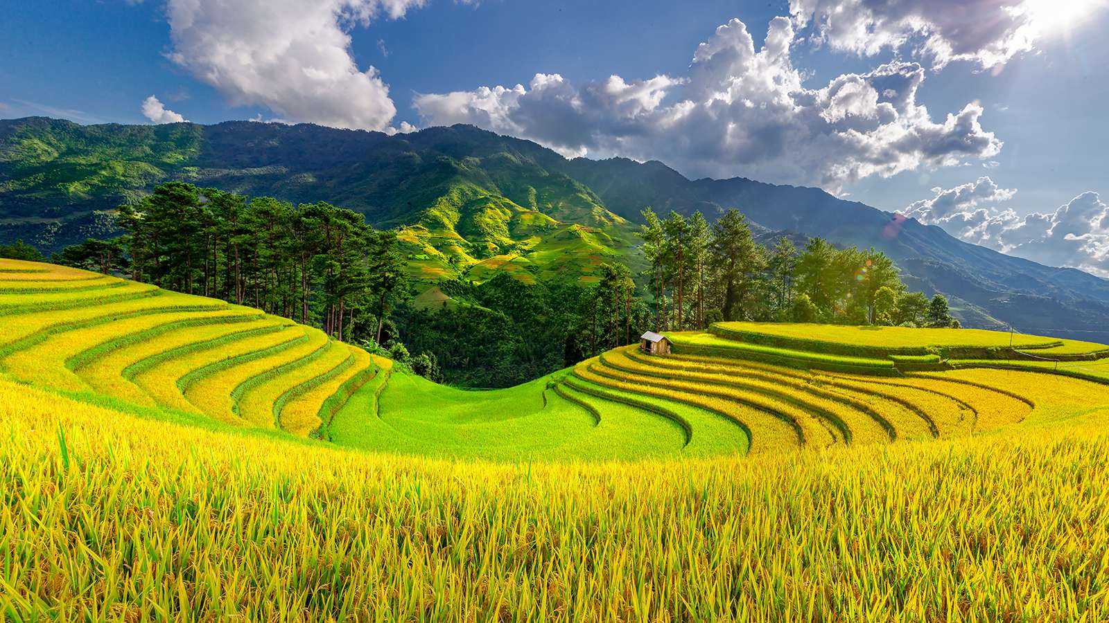 Mu Cang Chai rice field